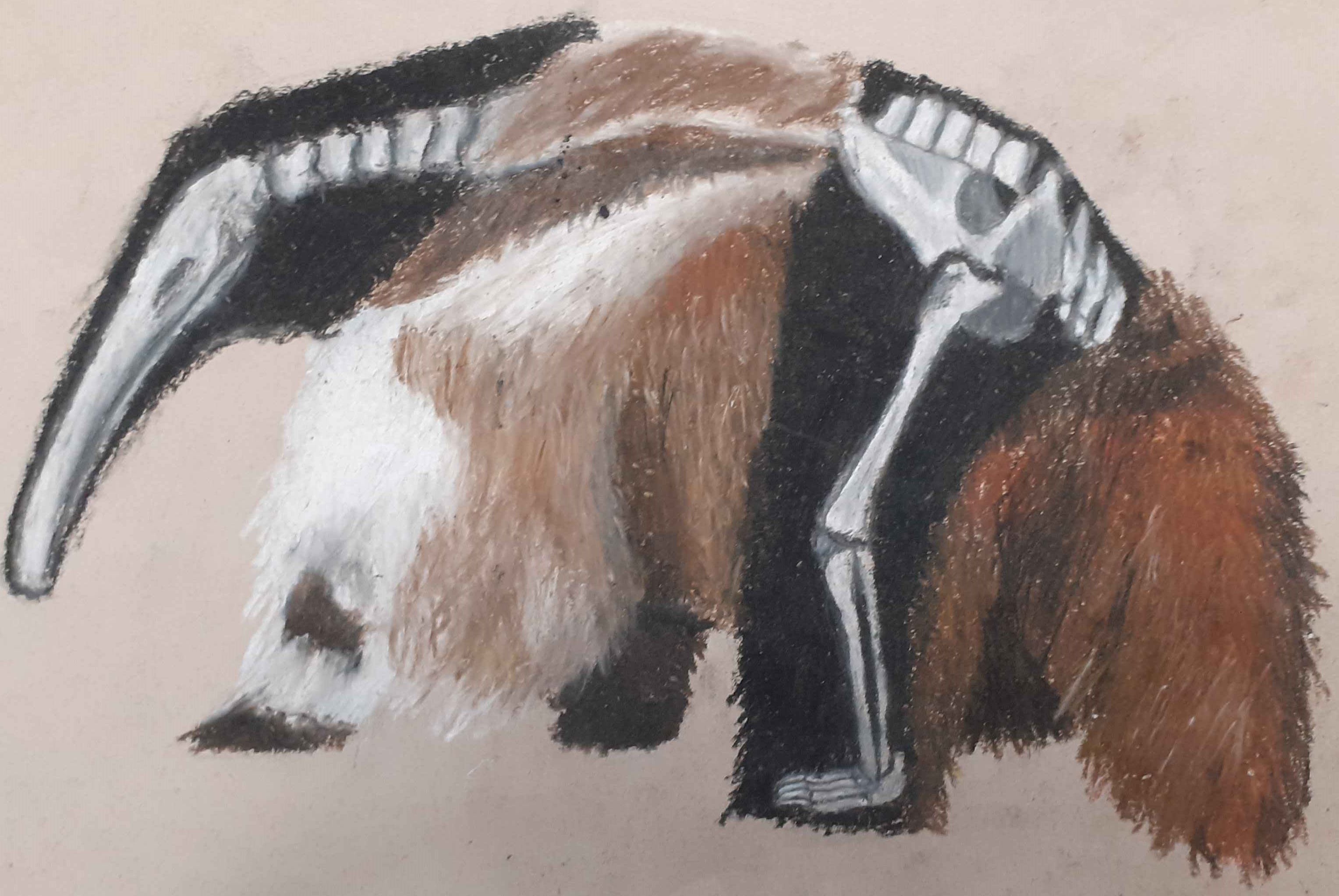 anteater